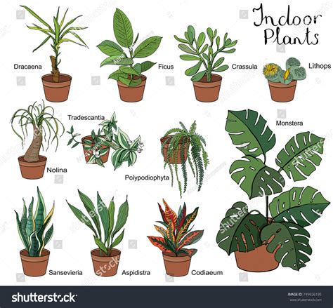 Ensemble de différentes plantes intérieures avec : image vectorielle de stock (libre de droits ...