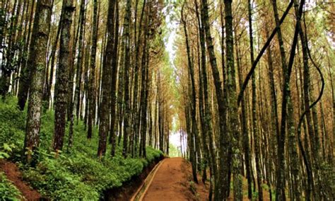 5 Hutan Pinus Di Jogja Yang Cantik & Menyejukkan Desember 2021 - Wisataku