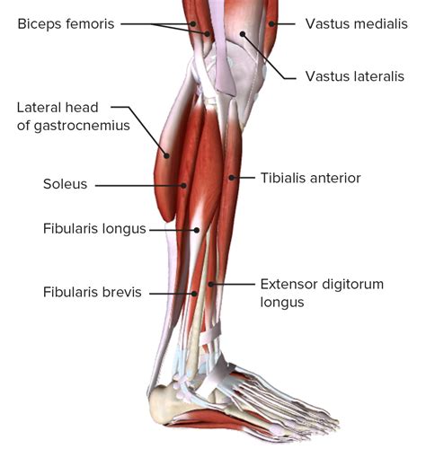 Anatomy Of Leg Muscles And Tendons Lower Leg Anatomy | The Best Porn ...