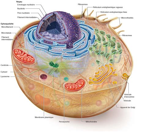 Biologie Cellulaire Partie 1 Cellule Eucaryote Et Cellule Procaryote ...