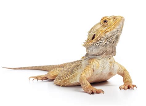 Bearded Dragon Care Sheet