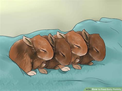 How to Feed Baby Rabbits: 11 Steps (with Pictures) - wikiHow