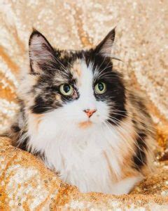 Utah Animal Adoption Center Homepage | Salt Lake City, Utah