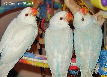 Baby Ringneck Parrot Diet Recipes - dialinter