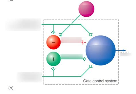 gate control theory Diagram | Quizlet