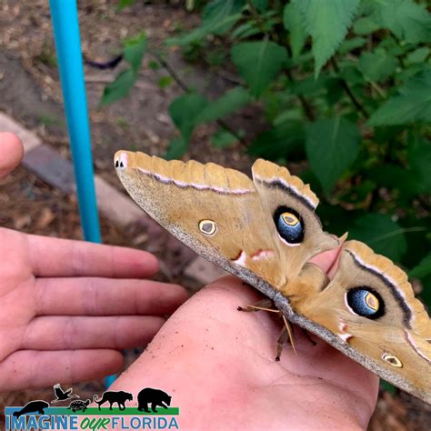 Polyphemus Moth – Imagine Our Florida, Inc