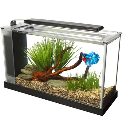 Best Betta Fish Tank Size -The wrong size can kill your fish