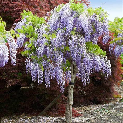 Purple Wisteria Trees for Sale | BrighterBlooms.com Wisteria Tree For Sale, Wisteria Plant ...