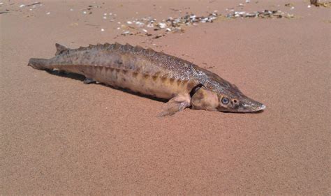 Sturgeon Fishing: Techniques, Bait and Gear - TRIZILY.COM