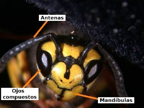 Mandibulata | Taxones | Animalandia