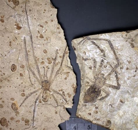 The Evolution of Spiders and Their Remarkable Adaptations - Owlcation