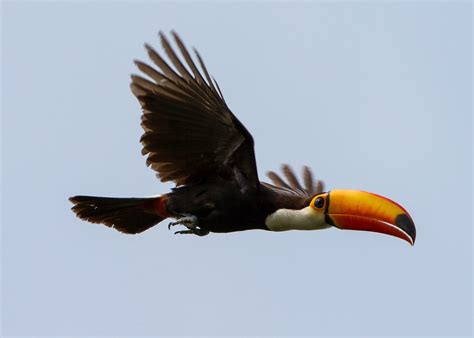 Toco toucan (Ramphastos toco), Mato Grosso, Brazil | Flickr