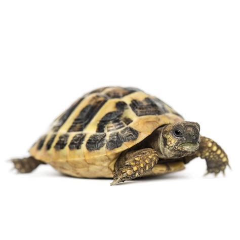 Hermann's Tortoise For Sale | Petco