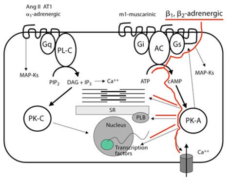 Pharmacology 101: An Overview of Beta Blockers — tl;dr pharmacy