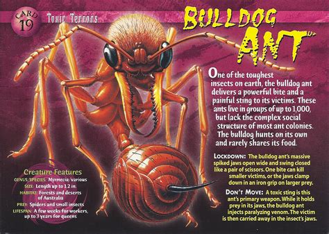 Bulldog Ant | Weird n' Wild Creatures Wiki | Fandom