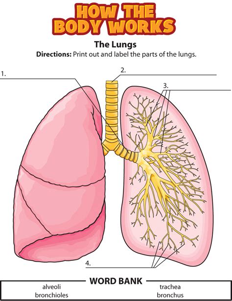 Kidshealth: Activity: The Lungs | Akron Children's Hospital