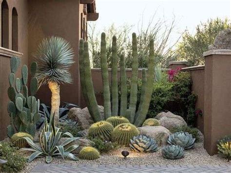 A Good Guide to Desert and Forest Cacti - UnusualSeeds