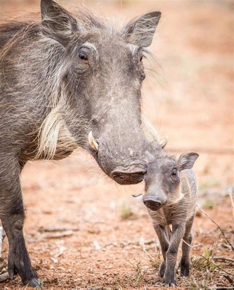 Mama warthog and baby warthog | Interesting animals, Animals wild, African wildlife