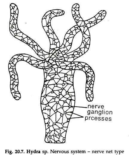 Hydra: Reproduction and Regeneration | Zoology