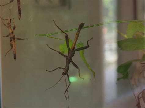 Australian stick insect species Planckendael 2020-09-16 - ZooChat