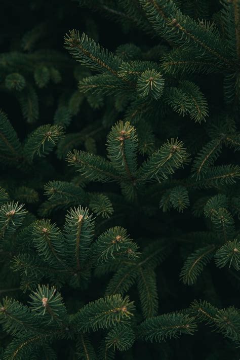 Christmas Pine Trees Wallpapers - Wallpaper Cave