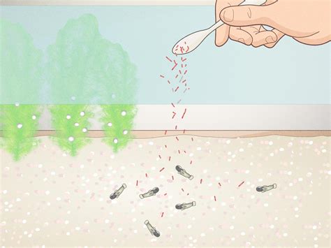 How to Breed Corydoras Fish: 13 Steps (with Pictures) - wikiHow