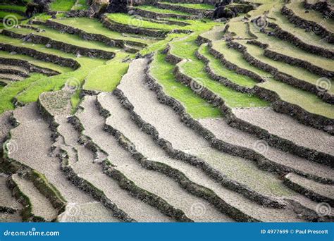 Rice Paddy Fields In The Himalayan Royalty Free Stock Images - Image ...