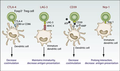 Mechanisms of Foxp3+ T Regulatory Cell-Mediated Suppression: Immunity