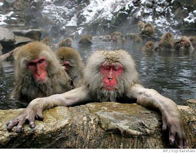 The Japanese Alps – snow monkeys | Snow monkey, Snow monkeys japan, Monkey park