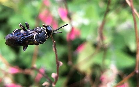 Cuckoo Bees in St. Julian's Crossing Wildlife Habitat