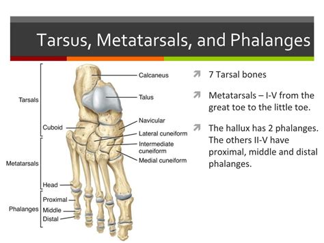 Tarsals Diagram | Quizlet