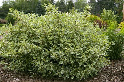 Dogwood, Ivory Halo® Variegated (Redtwig) - TheTreeFarm.com