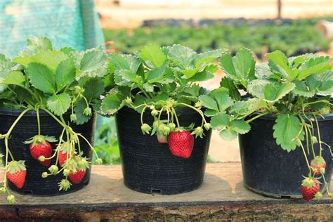 Como Cultivar Fresas En Una Maceta | Cultivar fresas, Como cultivar frutillas, Cultivo de hortalizas