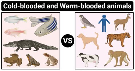 Cold-Blooded vs. Warm-Blooded Animals: 16 Differences, Examples