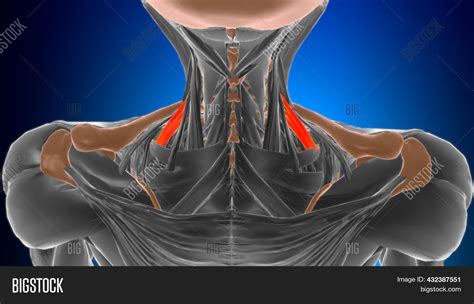 Scalenus Posterior Image & Photo (Free Trial) | Bigstock