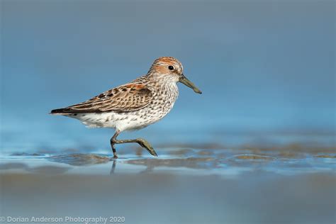 The Speckled Hatchback: Post #178 - A Quick Three: Breeding Plumage ...