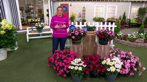 Phillip Watson Designs 6-Pc Lovebirds Sunpatiens Live Plants on QVC - YouTube