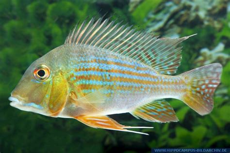 Geophagus surinamensis cf. alias Surinam-Geophagus :: Hippocampus ...