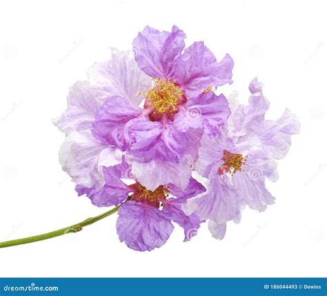 Banaba Flower, Tropical Flowers, Purple Flowers Isolated on White Background, with Clipping Path ...