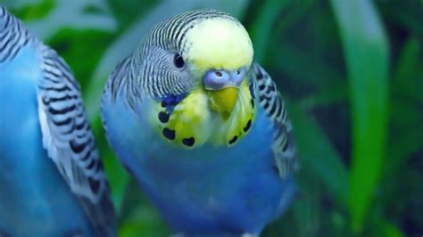 Budgies eggs hatching time[Alen Axp Budgie Community]