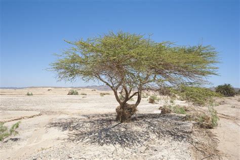 Sahara Acacia Tree (Acacia Raddiana) in the Sahara Desert. Stock Image ...