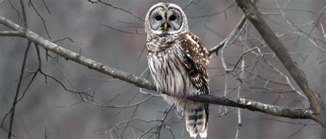 Barred Owl - A-Z Animals