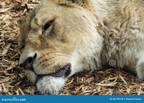 Lioness Face Close Up stock photo. Image of background - 63778118