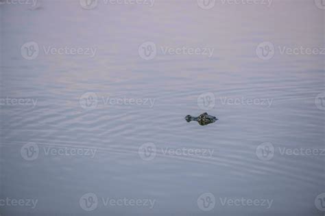 Broad snouted caiman,Caiman latirostris baby, Pantanal, Mato Grosso, Brazil. 26482761 Stock ...