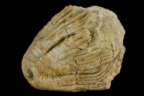 1.7" Fossil Crinoid (Zeacrinites) - Alabama (#122397) For Sale - FossilEra.com