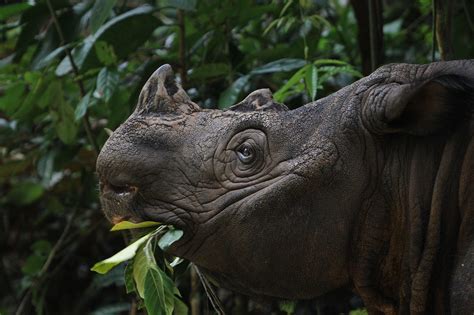 How the Sumatran Rhino Taught Me to Rethink AI | by Corey Jaskolski ...