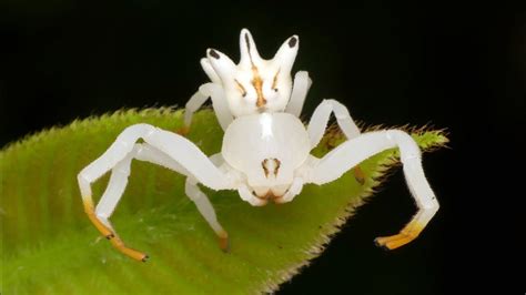 Crab Spider mimics flower to attract insect preys - YouTube