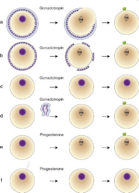 Figure 1 from From oocyte maturation to the in vitro cell cycle: the history of discoveries of ...