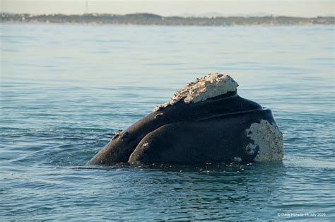 Wonderful whale sightings along the SA coast