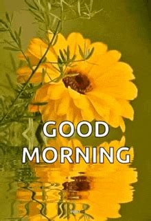 Good Morning Flowers Gif GIF - Good morning flowers gif - Discover & Share GIFs